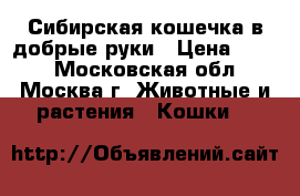 Сибирская кошечка в добрые руки › Цена ­ 100 - Московская обл., Москва г. Животные и растения » Кошки   